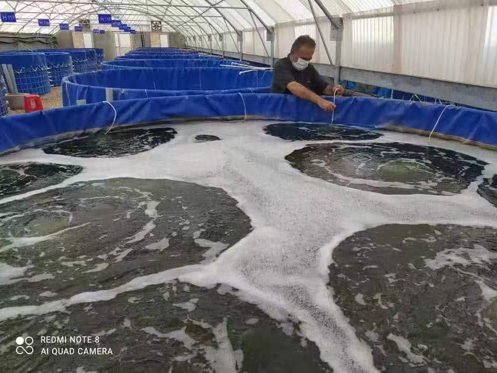 What are the benefits of aquaculture in the galvanized canvas pool?