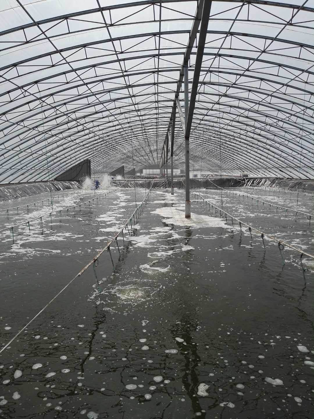 Efficient Pond Aeration Techniques and Operating Notes