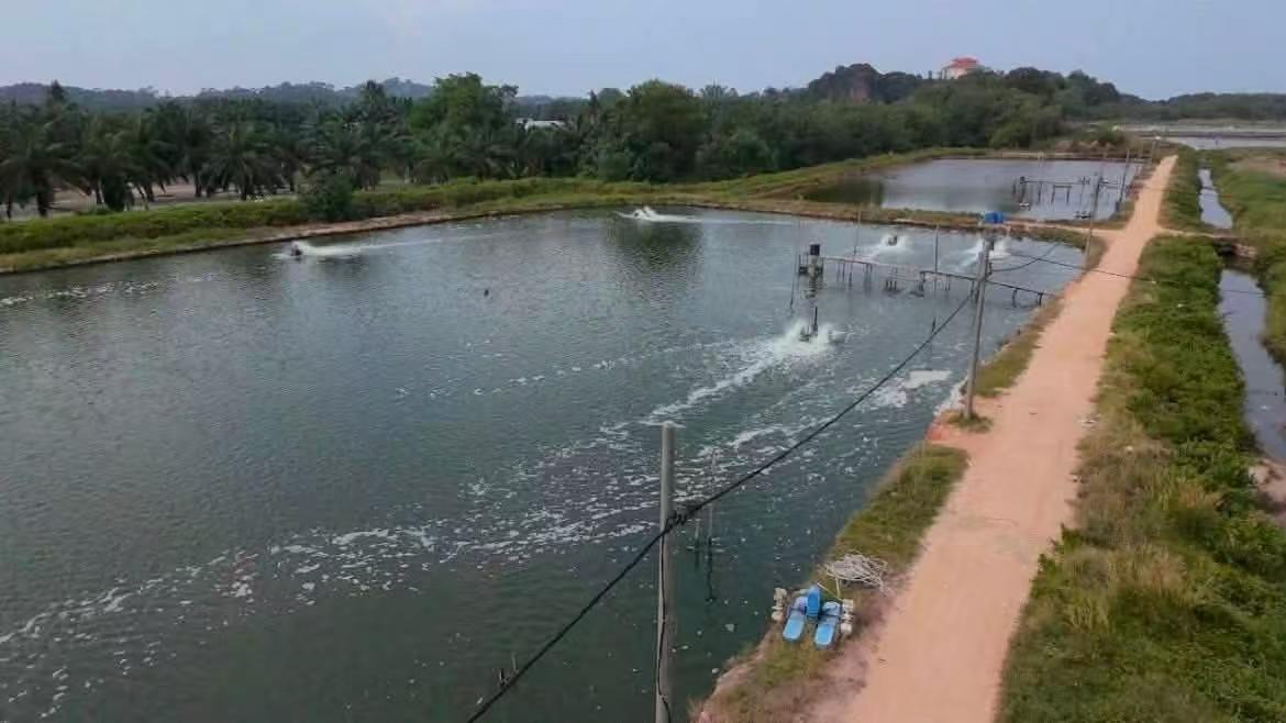 July Farming Notes for Giant Freshwater Prawn (Macrobrachium rosenbergii)
