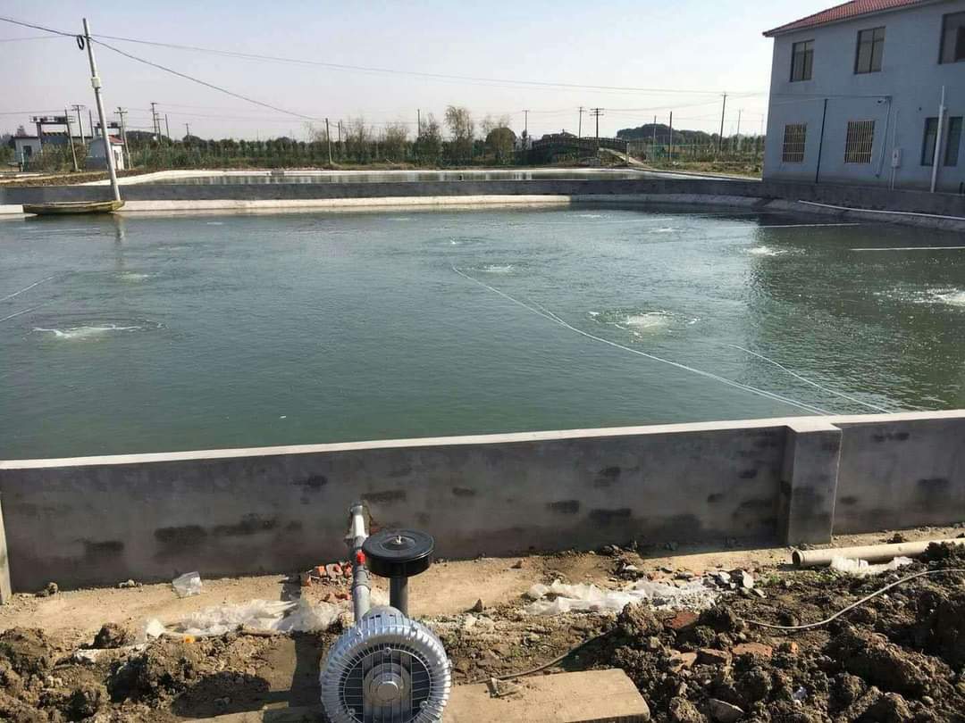 Scientific sediment management is the key to a stable algae ecosystem